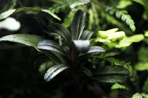 bucephalandra hermes|emersed bucephalandra care.